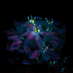 精东传媒刘玥吞精
